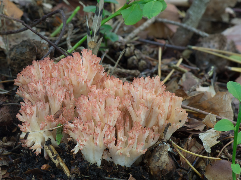 Ramaria rubripermanens